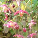 Epimedium x rubrum